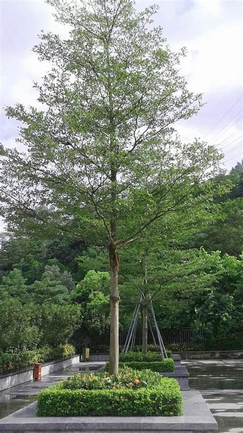 小叶榄仁树风水|小叶榄仁的风水寓意